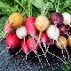 Graines de radis ronds multicolores en mélange à semer au potager