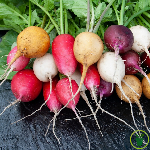 Graines de radis ronds multicolores en mélange à semer au potager