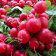 Graines de Radis Rond Rouge Écarlate à semer au potager