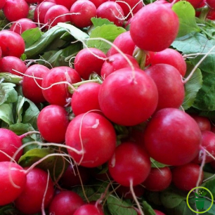 Graines de Radis Rond Rouge Écarlate à semer au potager