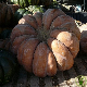 Courge Musquée de Provence, graines reproductibles Cucurbita moschata