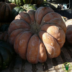 Courge Musquée de Provence, graines reproductibles Cucurbita moschata