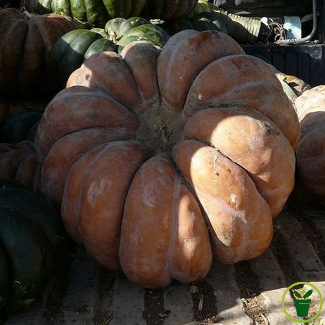 Courge Musquée de Provence, graines reproductibles Cucurbita moschata