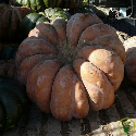 Courge Musquée de Provence 10 graines