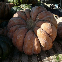 Courge Musquée de Provence, graines reproductibles Cucurbita moschata