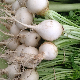 Graines de Radis Rond Blanc à semer au potager, récolte rapide
