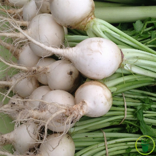 Graines de Radis Rond Blanc à semer au potager, récolte rapide