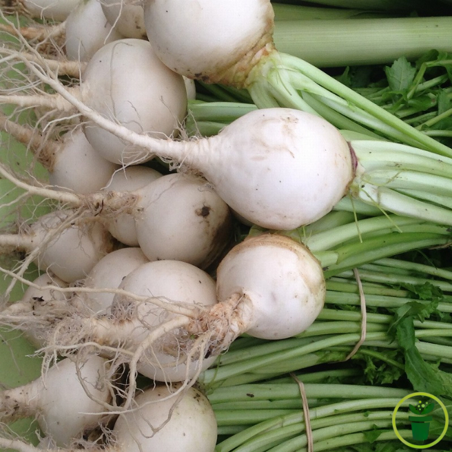 Graines de Radis Rond Blanc à semer au potager, récolte rapide