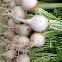 Graines de Radis Rond Blanc à semer au potager, récolte rapide