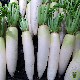 Graines de Radis Blanc Chandelle de Glace à semer au potager