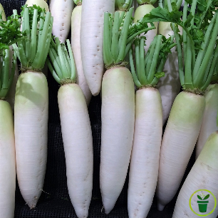 Graines de Radis Blanc Chandelle de Glace à semer au potager