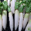 Graines de Radis Blanc Chandelle de Glace à semer au potager