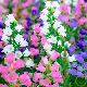 Campanule medium variée en fleurs, clochettes bleues et roses au jardin