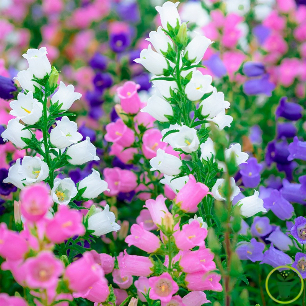 Campanule medium variée en fleurs, clochettes bleues et roses au jardin