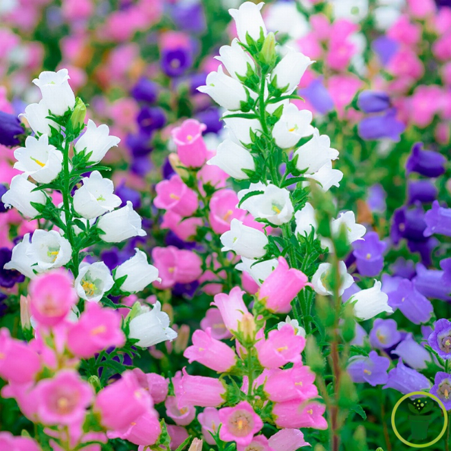 Campanule medium variée en fleurs, clochettes bleues et roses au jardin