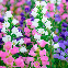 Campanule medium variée en fleurs, clochettes bleues et roses au jardin