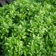 Graines de basilic fin vert aux petites feuilles lisses vert vif