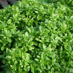Basilic Fin Vert 200 graines