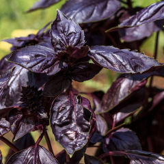 Basilic Pourpre 200 graines