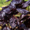 Graines de basilic pourpre au feuillage violet décoratif et gourmand