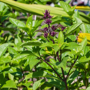 Graines de basilic Thaï Siam Queen aux tiges pourpres décoratives