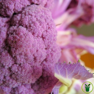 Graines de chou brocoli violet Summer Purple à semer