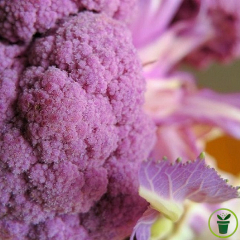 Chou Brocoli Summer Purple 100 graines