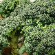 Graines de chou brocoli Calabrais bio pour le potager