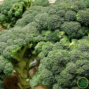 Graines de chou brocoli Calabrais bio pour le potager