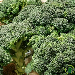 Chou Brocoli Calabrais 300 graines