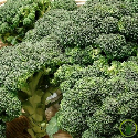 Chou Brocoli Calabrais 300 graines