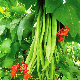 Gousses et fleurs rouge-orangé du Haricot d'Espagne Streamline au jardin