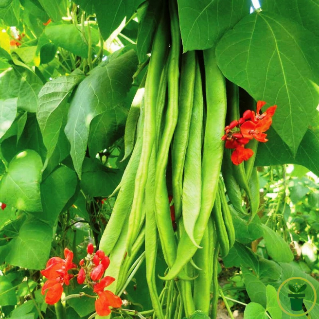 Gousses et fleurs rouge-orangé du Haricot d'Espagne Streamline au jardin