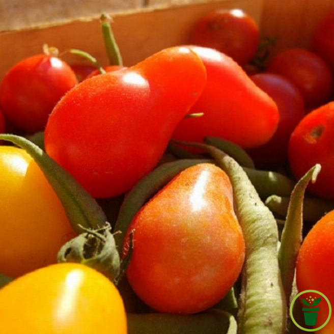 Tomate Red Pear graines poire rouge en grappe