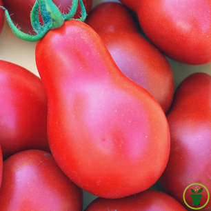 Tomate Red Pear graines poire rouge en grappe