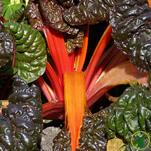 Poirée bette à côtes rouges vif, feuillage gaufré au potager