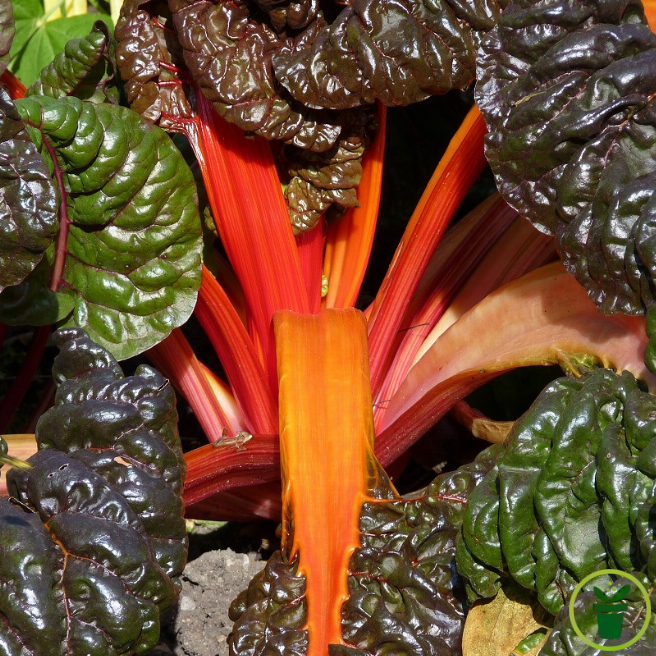 Poirée bette à côtes rouges vif, feuillage gaufré au potager