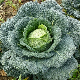 Graines de Chou de Milan Gros des Vertus pour potager d'hiver