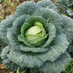 Chou de Milan Gros des Vertus 300 graines