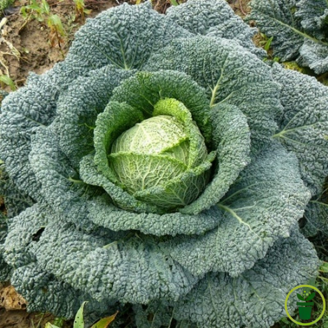 Graines de Chou de Milan Gros des Vertus pour potager d'hiver