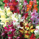Graines de muflier nain Magic Carpet varié pour rocaille