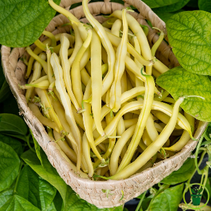 Gousses dorées du haricot nain beurre Gondola sur le plant