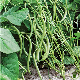 Longues gousses fines du haricot nain mangetout Argus