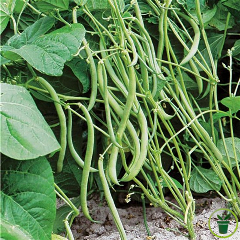 Haricot nain mangetout Argus 30 grammes