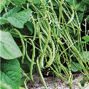 Haricot nain mangetout Argus 30 grammes