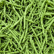 Longues gousses droites du haricot nain mangetout Delinel