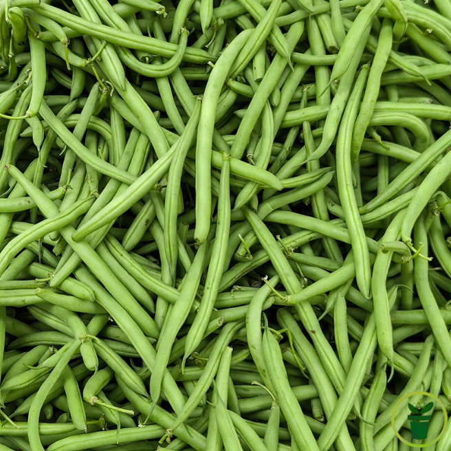 Longues gousses droites du haricot nain mangetout Delinel