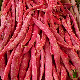 Gousses rouge marbré du haricot nain coco de Prague à maturité