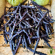 Gousses violet foncé du haricot nain mangetout Purple Queen