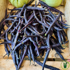 Haricot nain mangetout Purple Queen 50 grammes